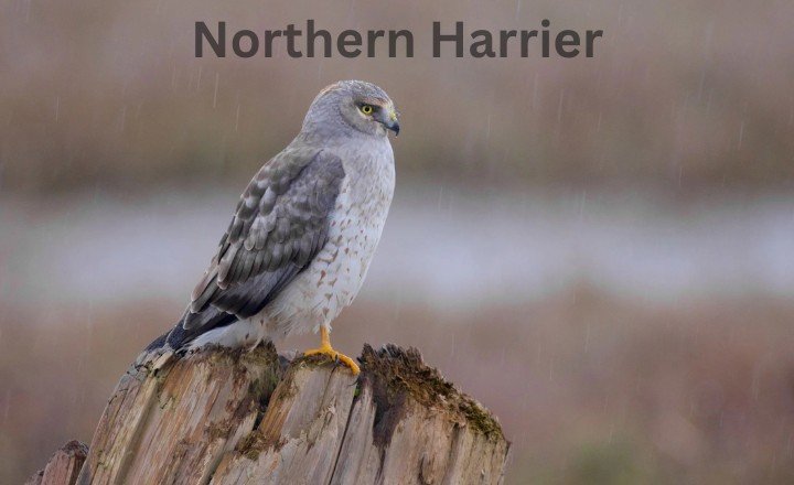 Northern Harrier Hawks in Georgia