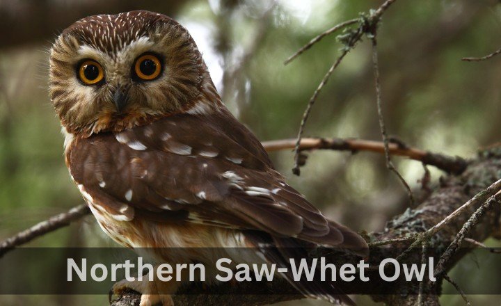 What is Northern Saw-Whet Owl