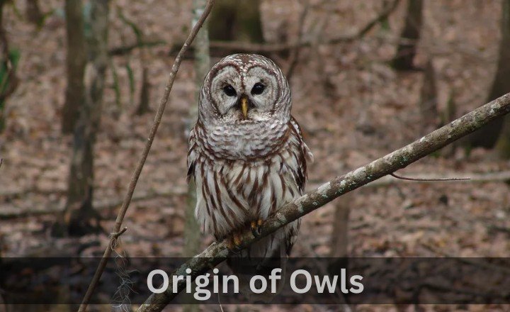 Introduction of Owls