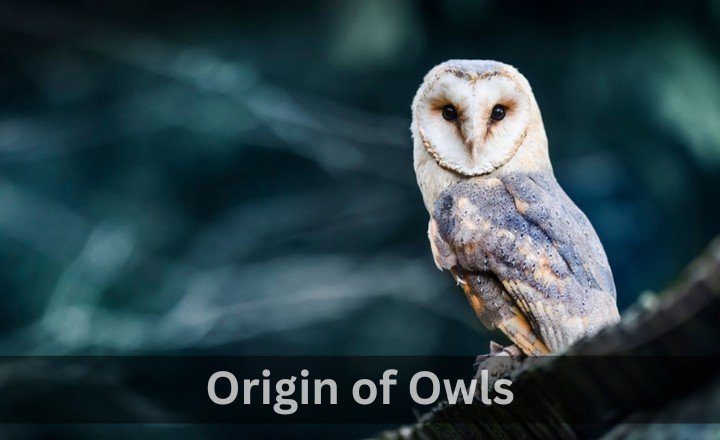 Origin of Owls