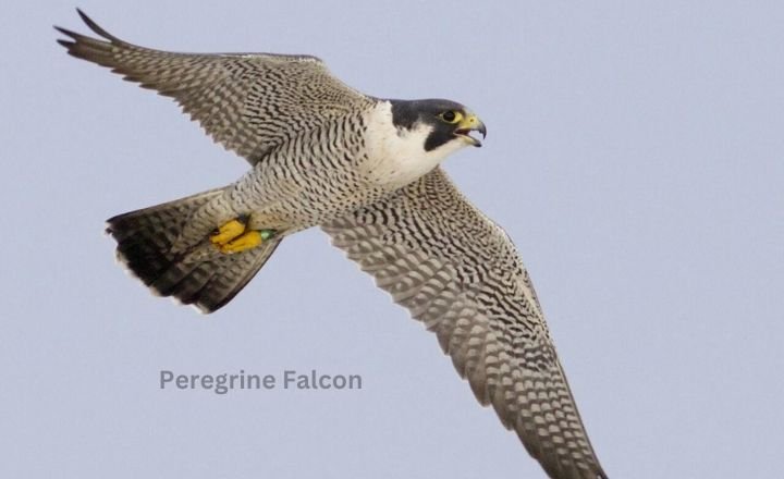 Peregrine Falcon