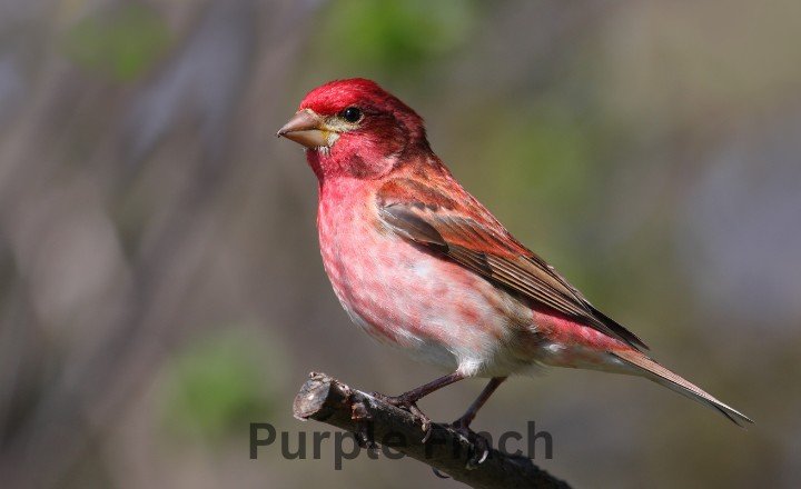 What is Purple Finch