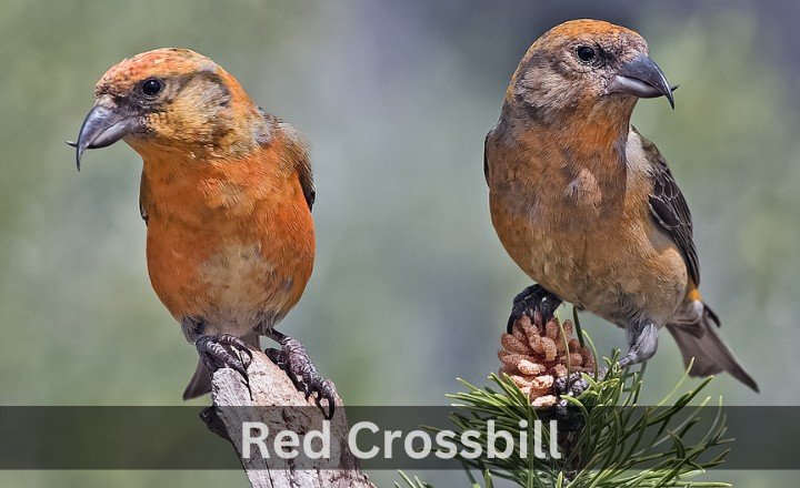 What is Red Crossbill