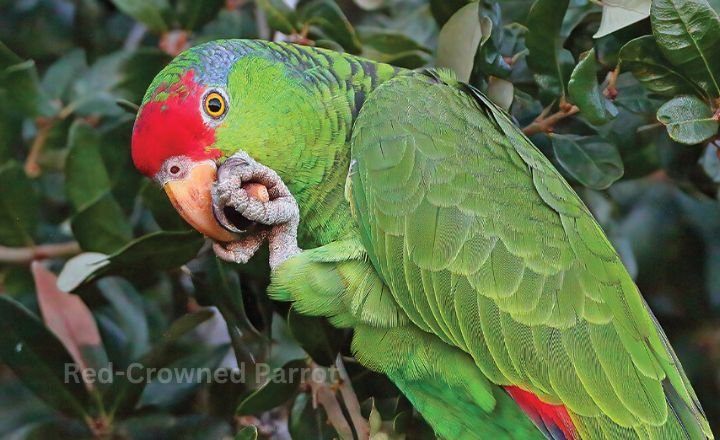 Red Crowned Parrot