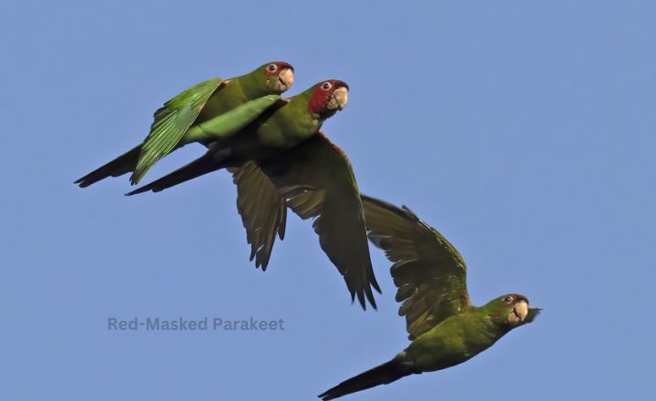 Red Masked Parakeet