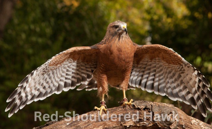 Red-Shouldered Hawk Hawks in Georgia