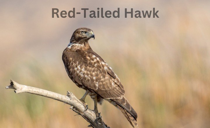 Red-Tailed Hawk Hawks in Georgia