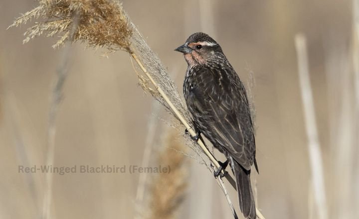 Red-Winged Blackbird (Female)