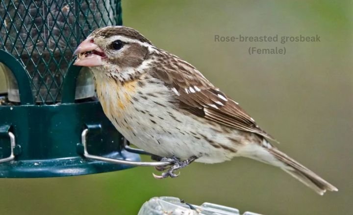 Rose-breasted grosbeak (Female)