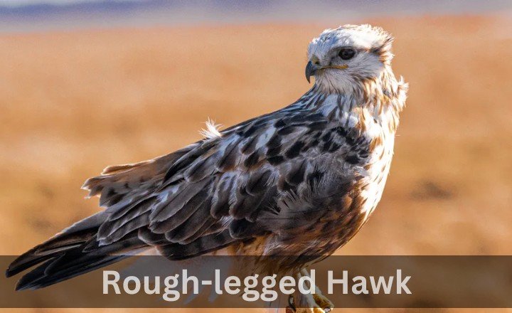 What is Rough-legged Hawk