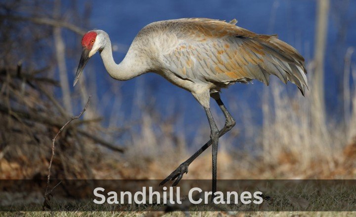 What is Sandhill Cranes