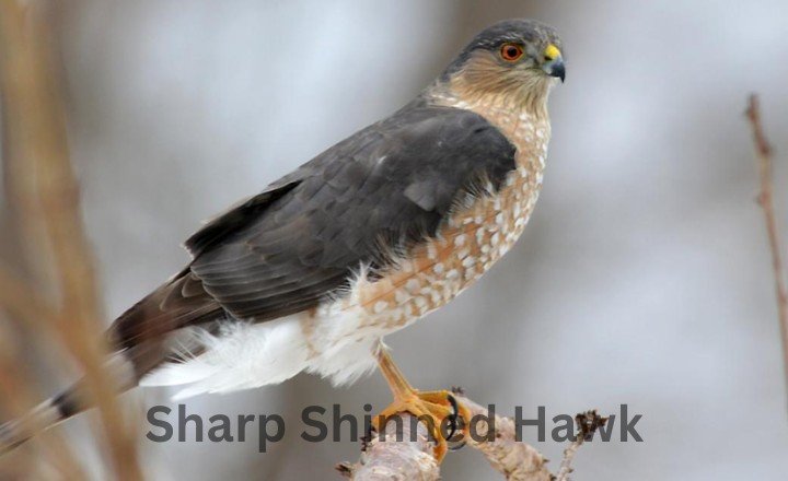 Sharp Shinned Hawk Hawks in Georgia