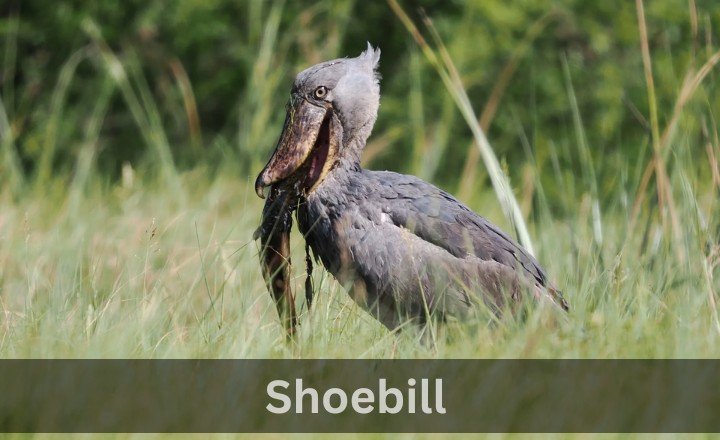 What is Shoebill