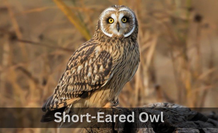 What is Short-Eared Owl