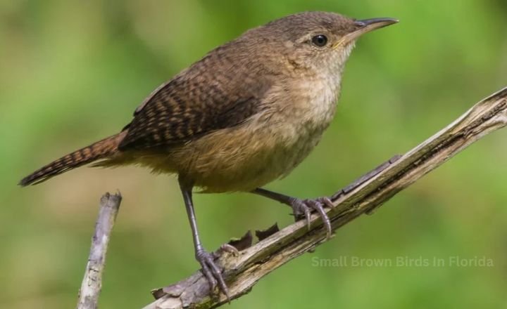 Small Brown Birds In Florida