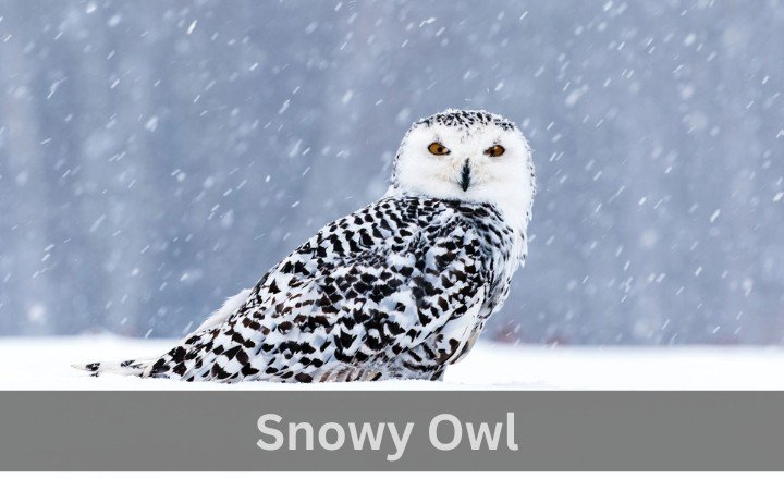 What is Sonwy Owl