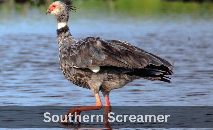 What is Southern Screamer