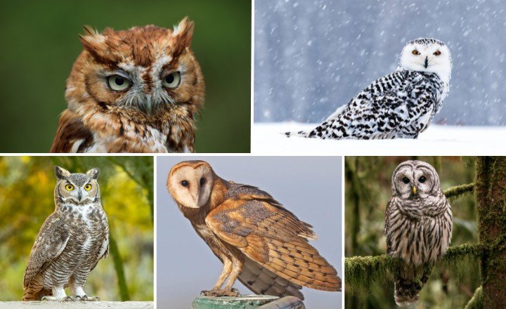 Species of Owls in Massachusetts