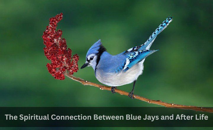 The Spiritual Connection Between Blue Jays and After Life