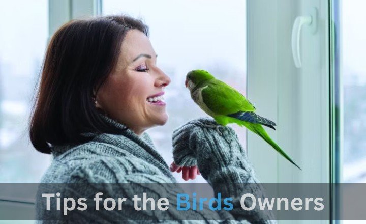 Tips for the Birds Owners