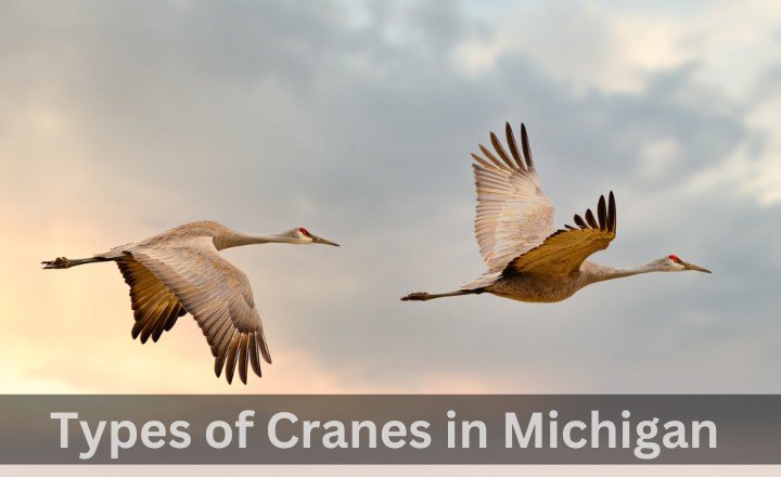 Types of Cranes in Michigan 