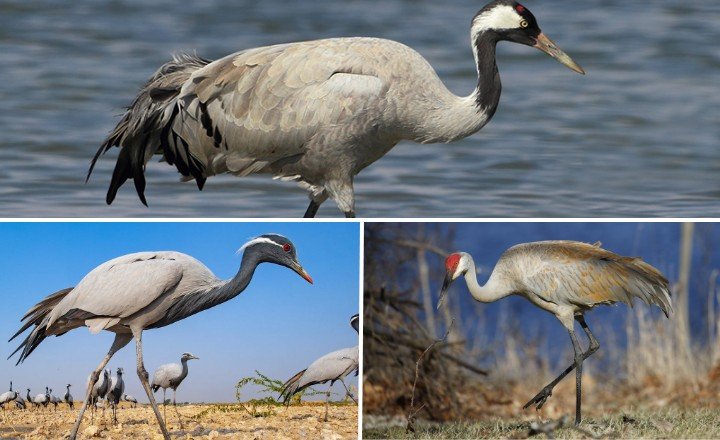 Types of Cranes in Michigan