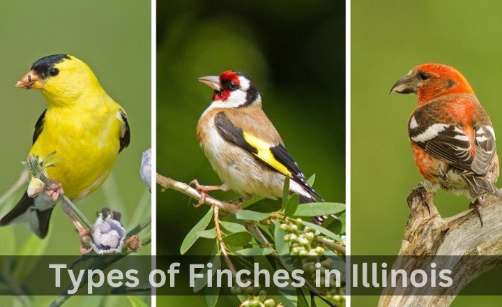 Types of Finches in Illinois