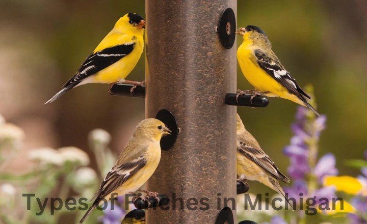 Types of Finches in Michigan