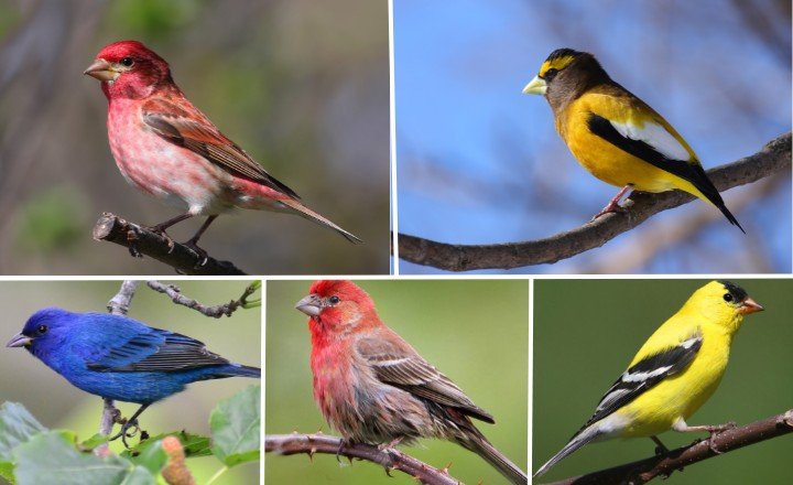 Types of Finches in Michigan