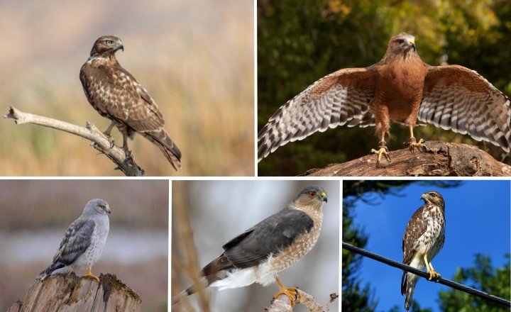 Types of Hawks in Georgia