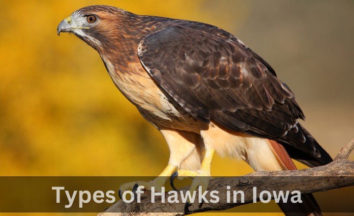 Kinds of Hawks in Iowa