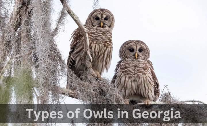 Owls in Georgia