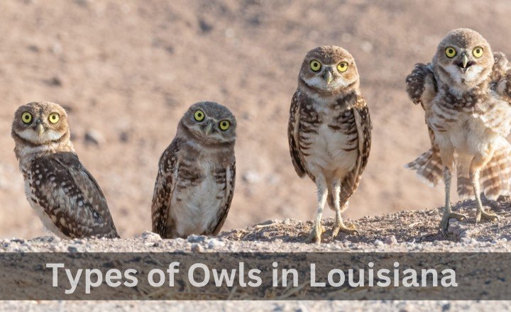 Types of Owls in Louisiana 