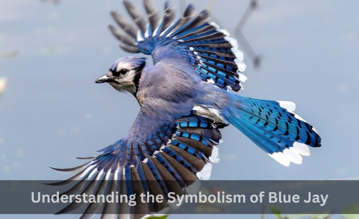 Understanding the Symbolism of Blue Jay