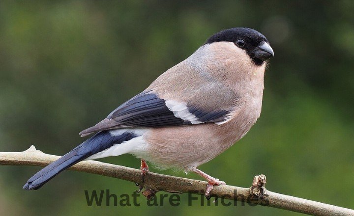 What are Finches