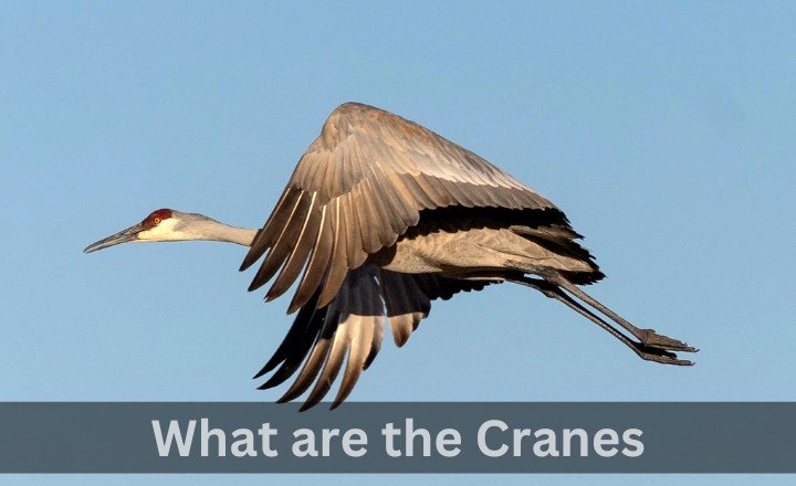 Introduction to Cranes