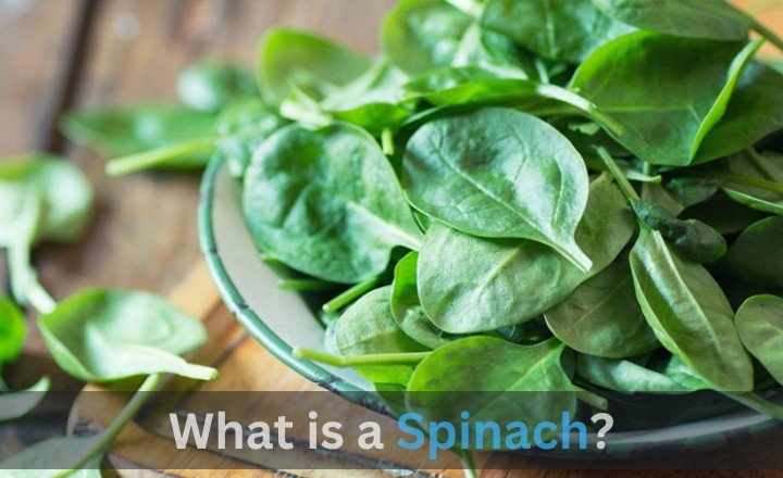 What is a Spinach