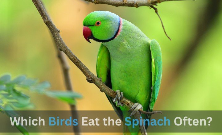 Which Birds Eat the Spinach Often