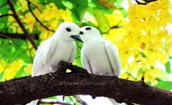 7 Types Of White Birds in Hawaii