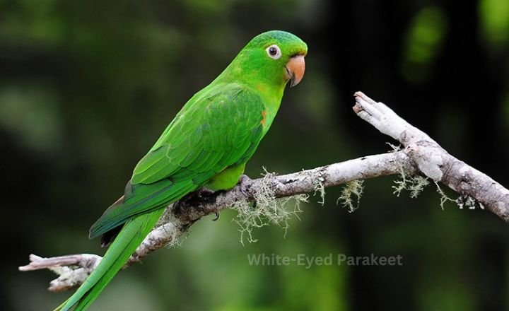 White Eyed Parakeet