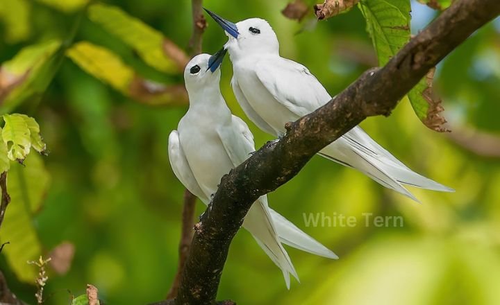 White Tern