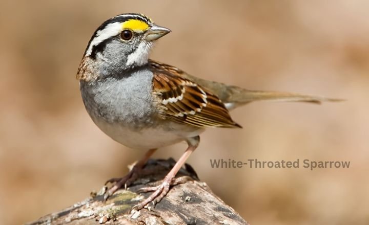 White-Throated Sparrow