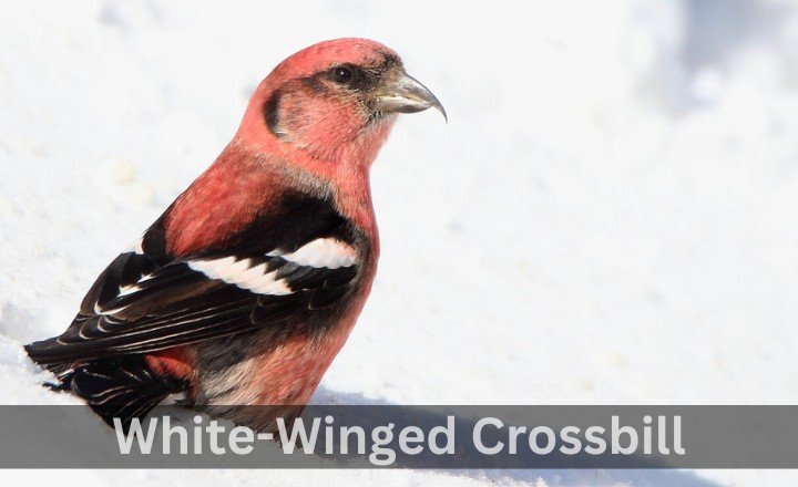 What is White-Winged Crossbill