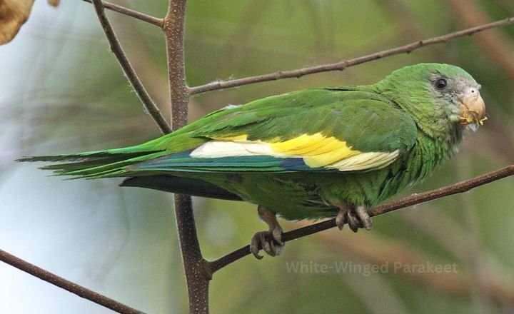 White Winged Parakeet