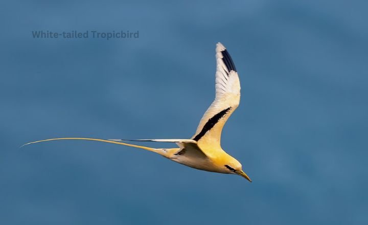 White-tailed Tropicbird