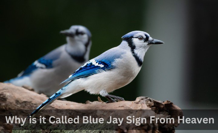 Why is it Called Blue Jay Sign From Heaven