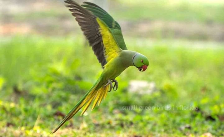 small green birds in florida