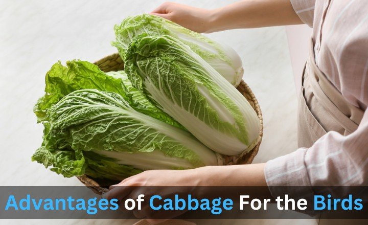 Advantages of Cabbage For the Bird