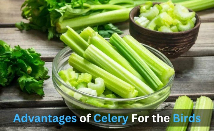 Advantages of Celery For the Birds