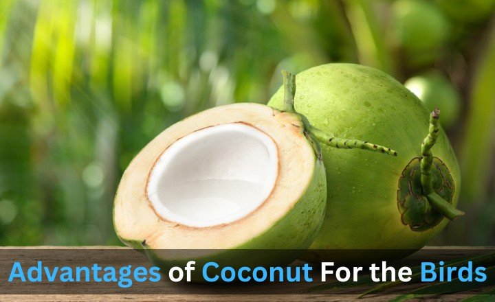 Advantages of Coconut For the Birds